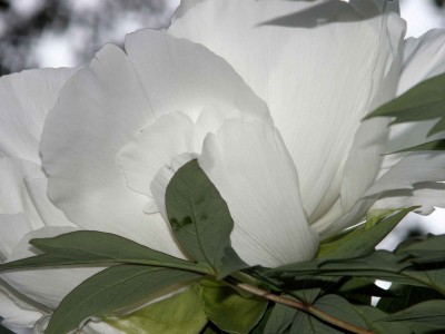 Giardino-12-Garni-Rivabella-au-Lac-Brissago-Locarno-Ticino